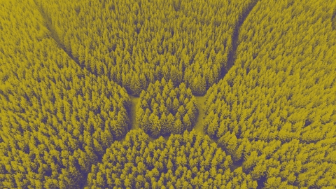 carbon offset