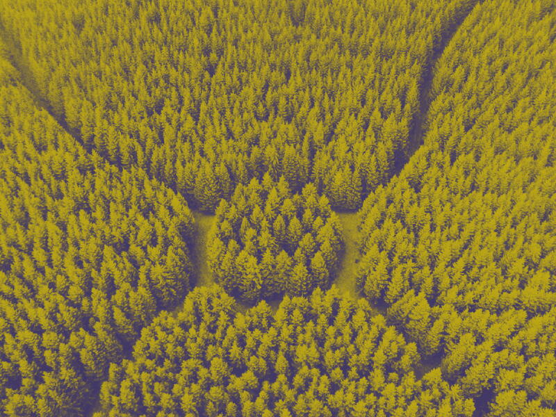 carbon offset